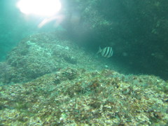 Diplodus cervinus
