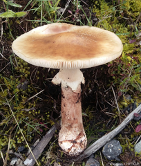 Amanita brunneolocularis