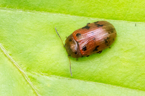 Penkiataškis Dygblauzdis nuotrauka