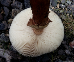 Amanita brunneolocularis