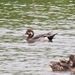 Northern Pintail × Eurasian Wigeon - Photo (c) Gaell Mainguy, some rights reserved (CC BY-NC-ND), uploaded by Gaell Mainguy