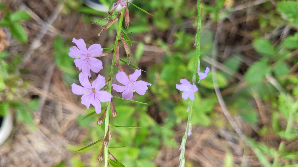 Winged loosestrife from creekside park the woodlands tx usa on may