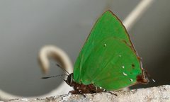 Cyanophrys herodotus