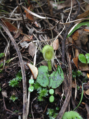 Corybas walliae