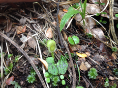 Corybas walliae