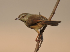 Prinia sylvatica