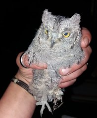 Otus scops