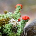 Cladonia bellidiflora - Photo (c) Hans Ritter, μερικά δικαιώματα διατηρούνται (CC BY-NC), uploaded by Hans Ritter