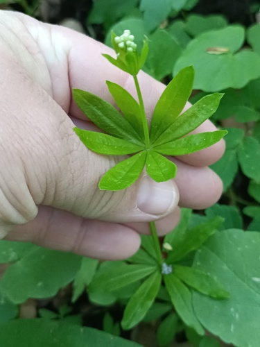 Galium odoratum