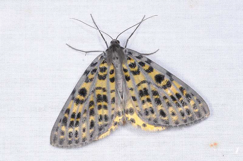 Arichanna sinica