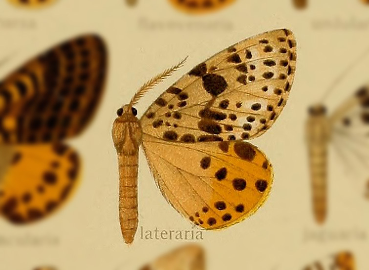 Arichanna lateraria