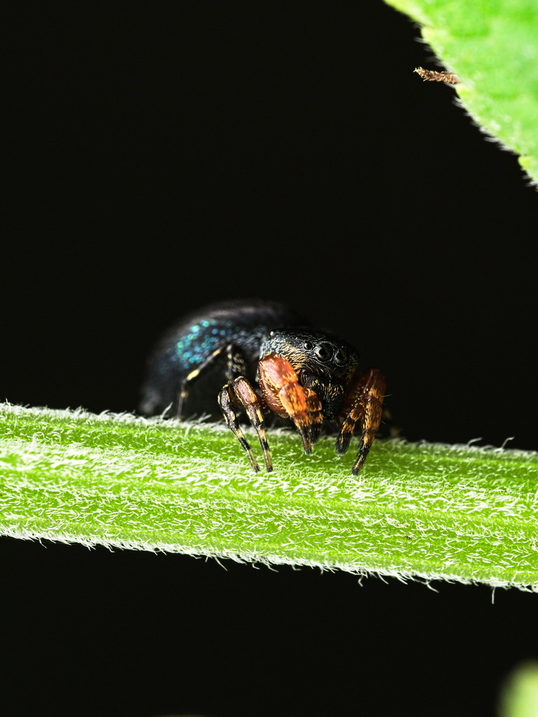 Sassacus alboguttatus