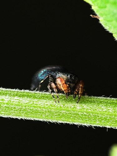 Sassacus alboguttatus