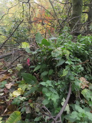 Bistorta amplexicaulis