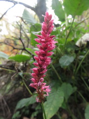 Bistorta amplexicaulis