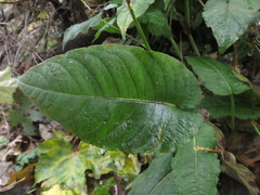 Bistorta amplexicaulis