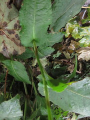 Bistorta amplexicaulis