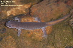 Hynobius quelpaertensis