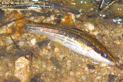 Japanese Minnow photo 5
