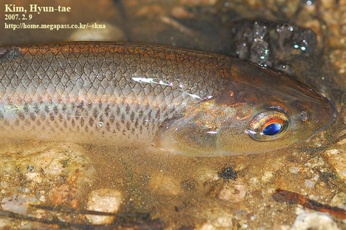 Nipponocypris temminckii