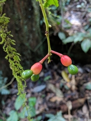 Ochnaceae
