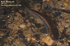 Nipponocypris temminckii