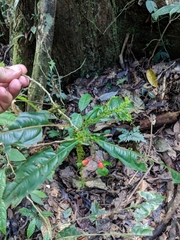 Ochnaceae