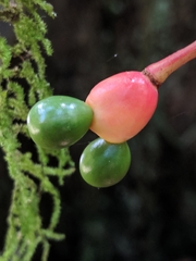 Ochnaceae