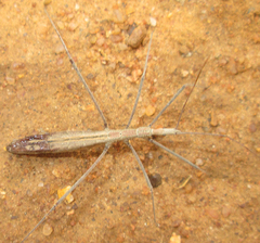 Leptodema