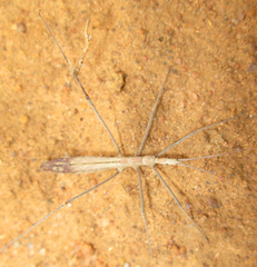 Leptodema