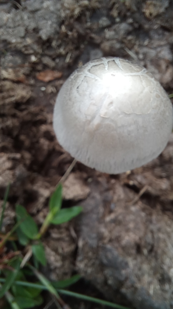Panaeolus antillarum · May 2023 · photo: © patricia_mees (iNaturalist, cc-by)