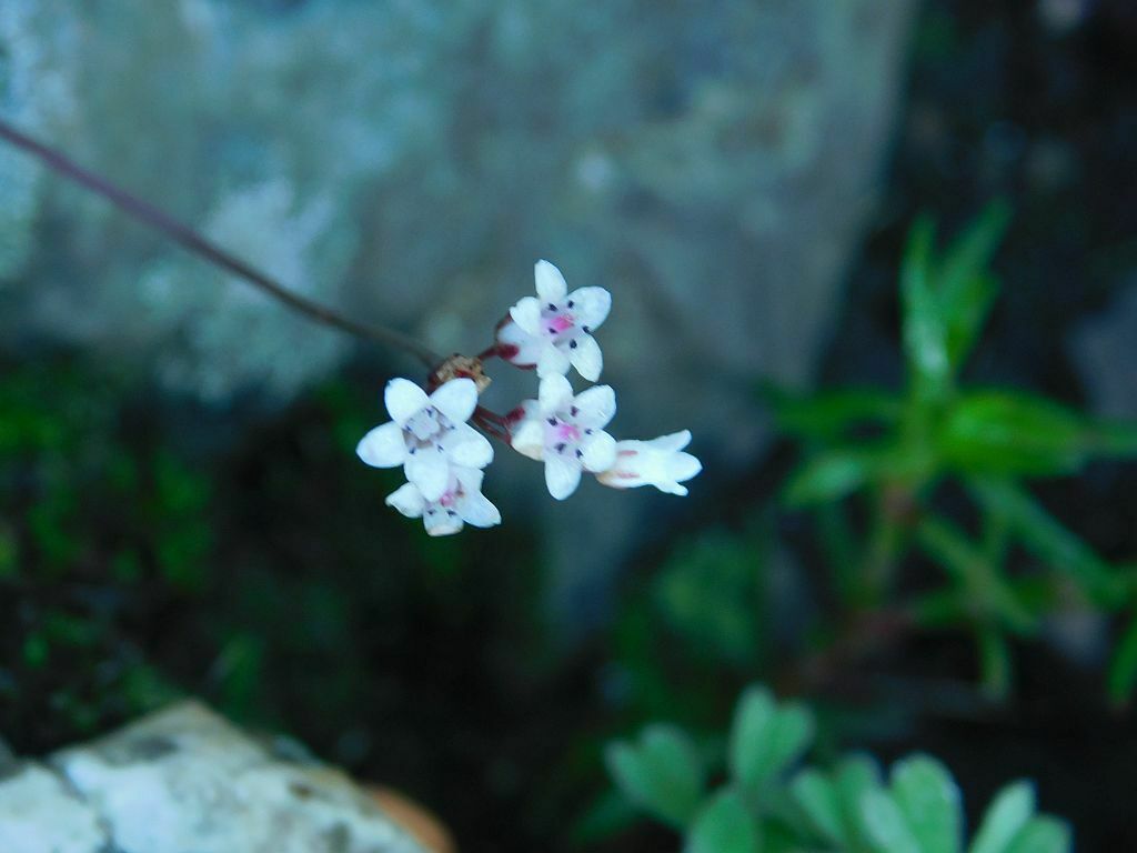 Crassula Saxifraga From Chicken Rock Greyton 7233 South Africa On April 30 2023 At 08 58 Am