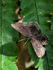 Riodinini