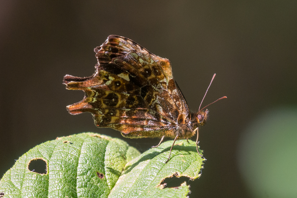 Daedalma eliza