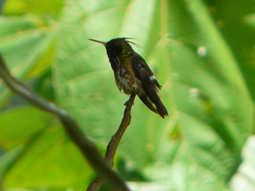 Lophornis helenae