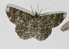 Amblychia subrubida