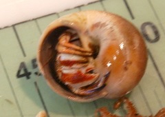 Pagurus acadianus