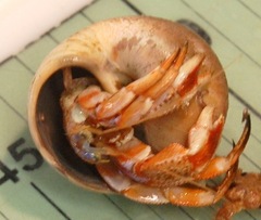 Pagurus acadianus