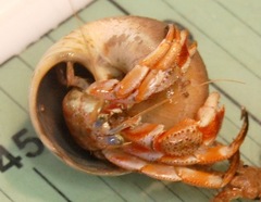 Pagurus acadianus