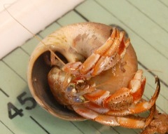 Pagurus acadianus