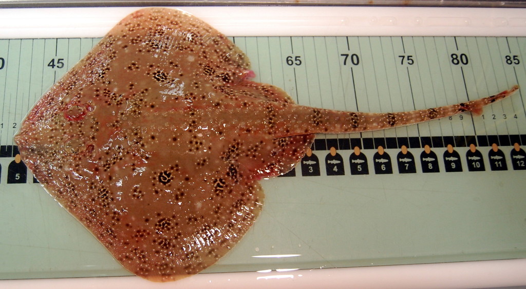 Freckled skate (Leucoraja garmani) — Rajidae