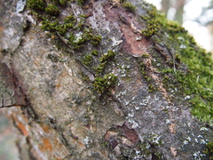 Orthotrichum stramineum