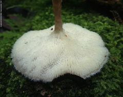 Lentinus flexipes