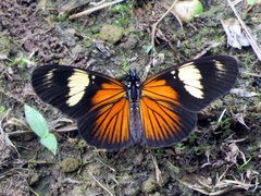 Castilia