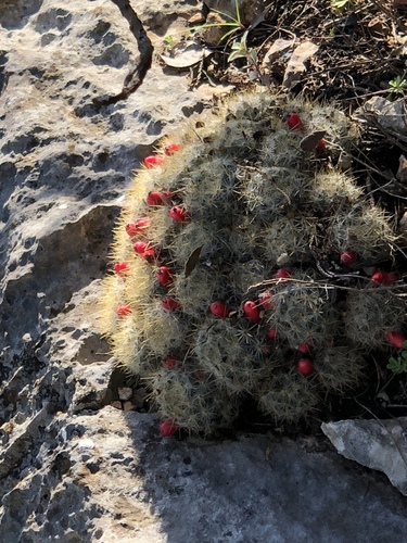 Silver Cluster Cactus