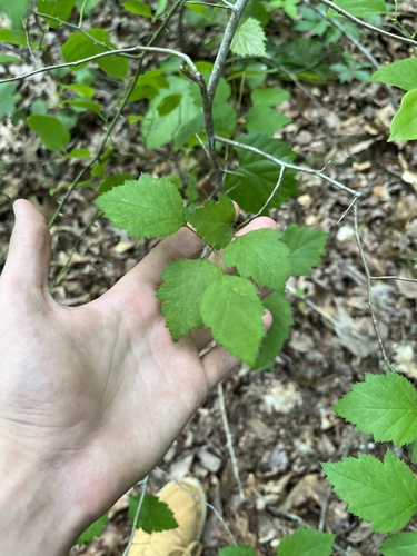 Crataegus intricata, photograph 5