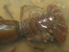 Procambarus liberorum