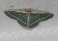 Mixocera latilineata