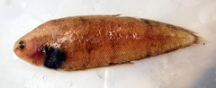 Northern Tonguefish photo 1