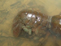 Procambarus liberorum